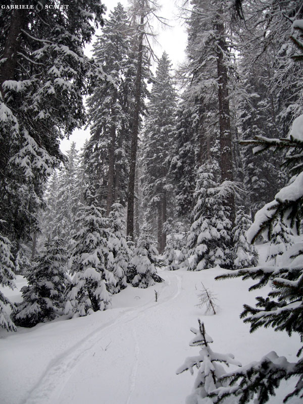 bosco innevato