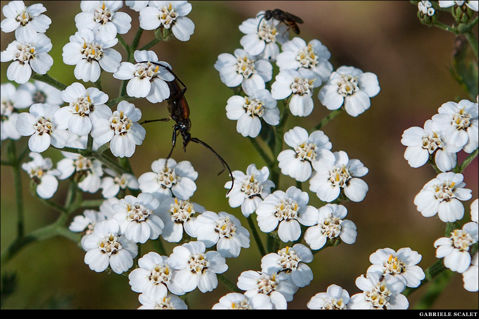 Fiori bianchi