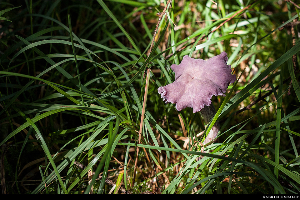 Funghi bosco