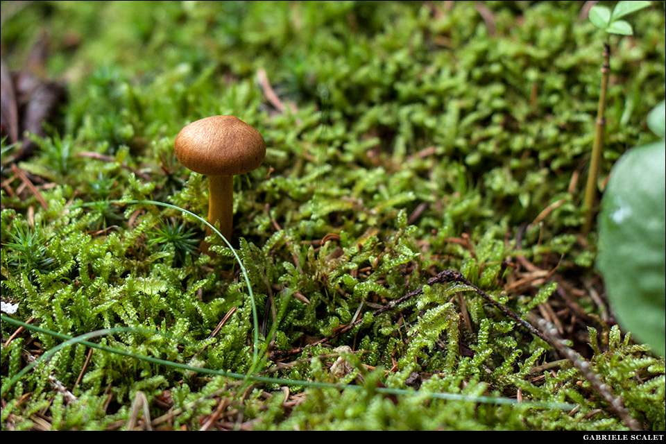 Funghi bosco