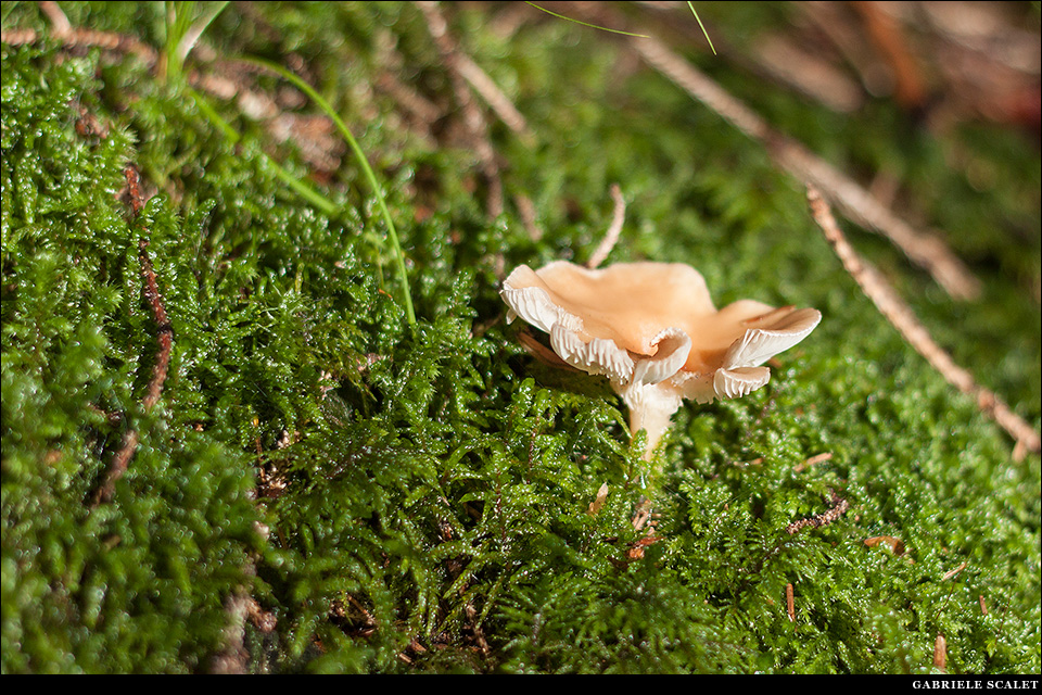 Funghi bosco