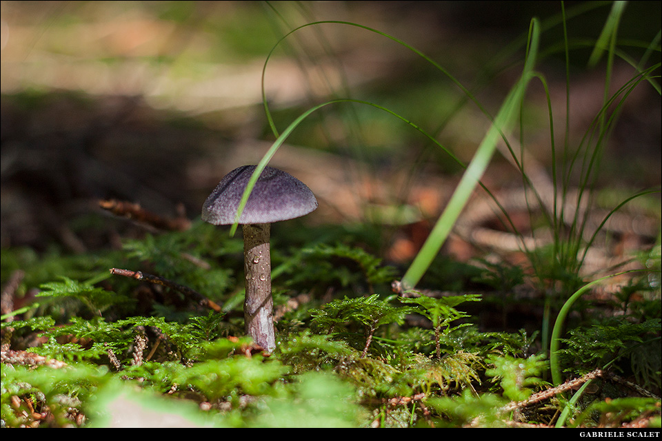 Funghi bosco