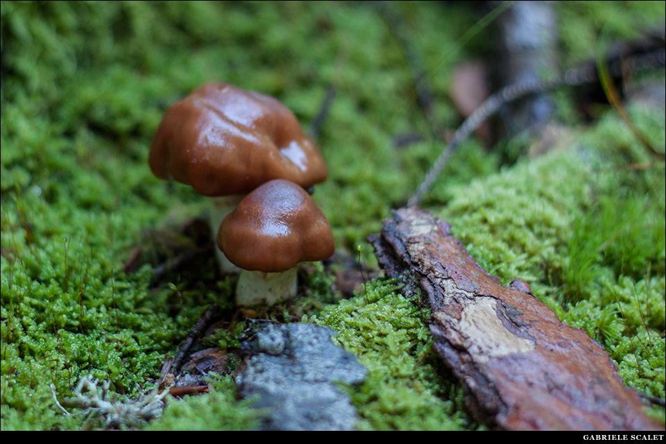Funghi bosco
