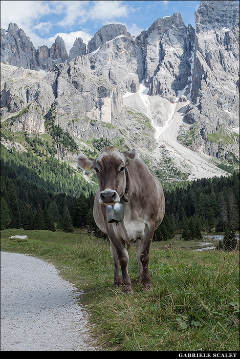 Val Venegia / Venegiota
