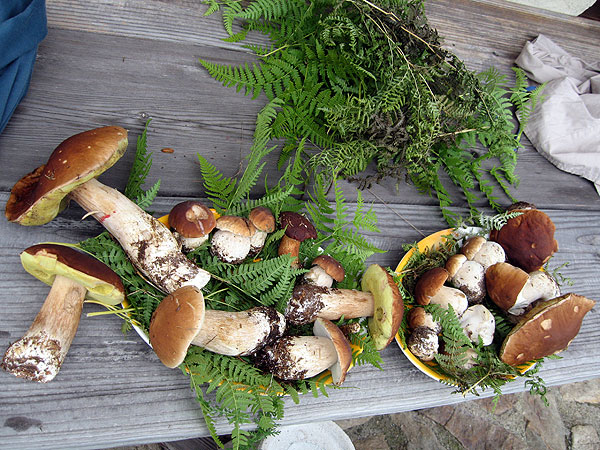 funghi porcini