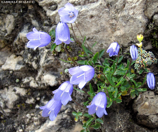 campanule
