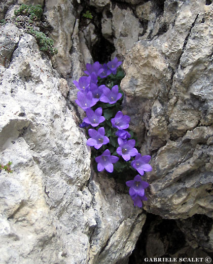 violette