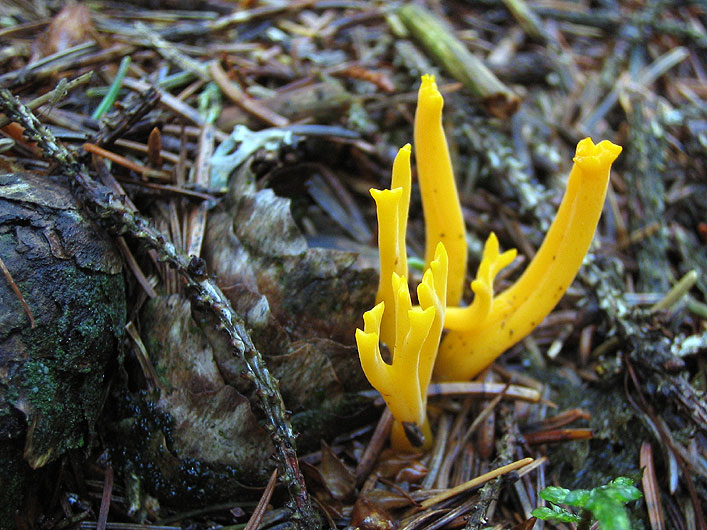 calocera viscosa