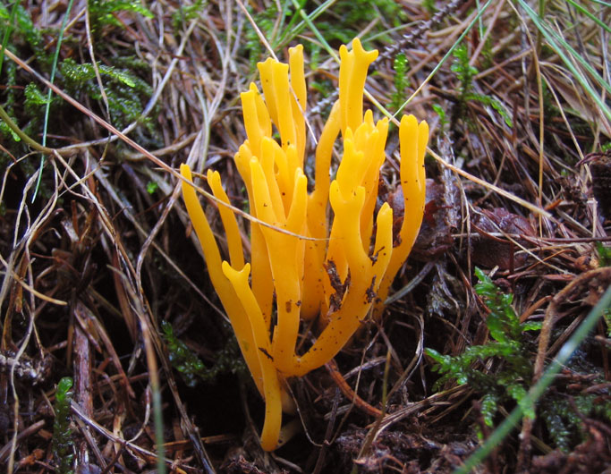 calocera viscosa
