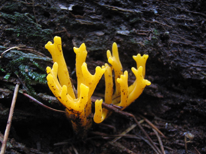 calocera viscosa