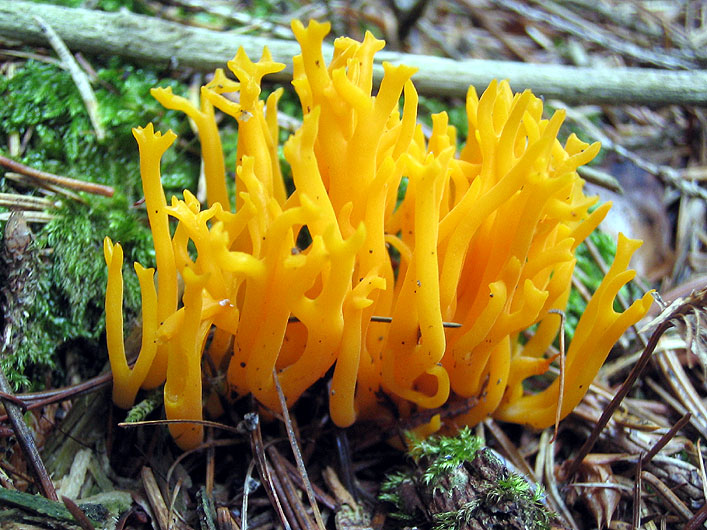 calocera viscosa