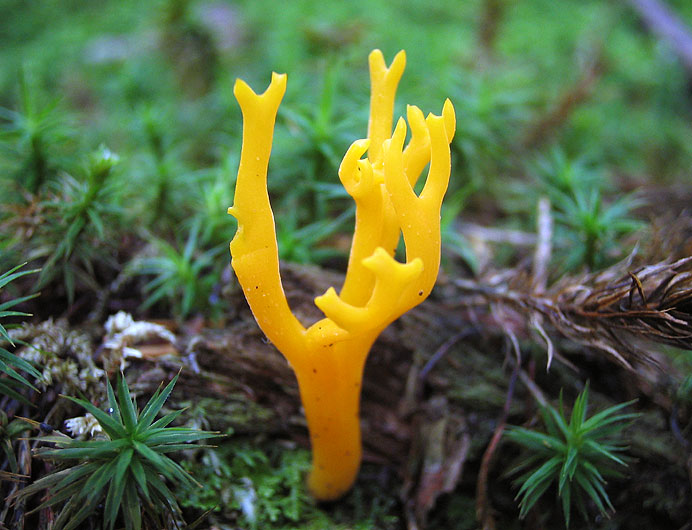 calocera viscosa
