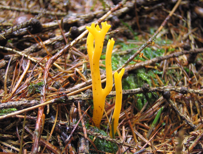 calocera_viscosa