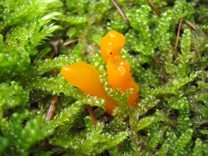 calocera viscosa