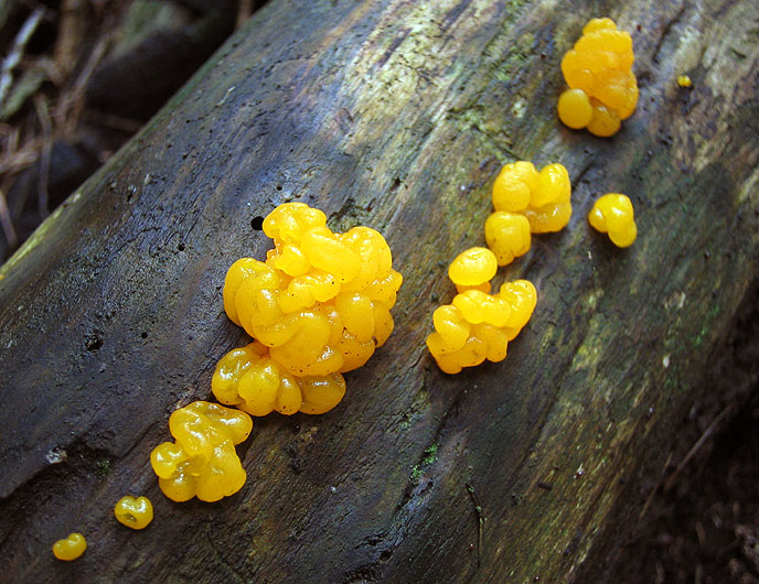 tremella mesenterica