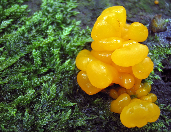 tremella mesenterica