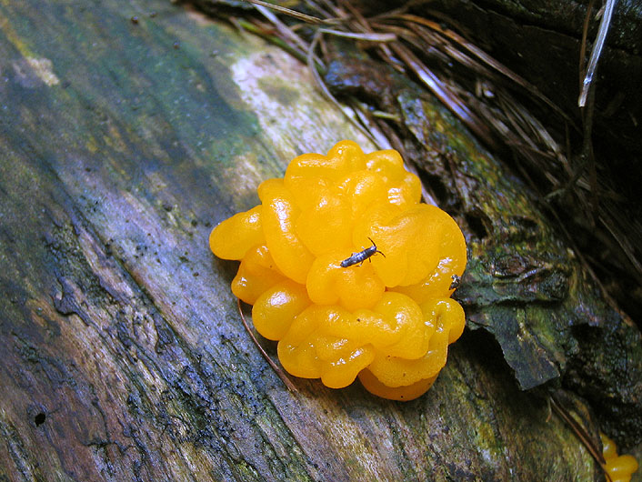 tremella mesenterica