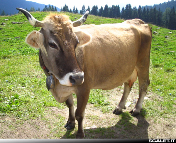Mucca Lago Calaita