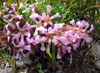 rododendri