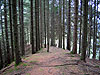 sottobosco