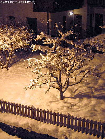 albero innevato